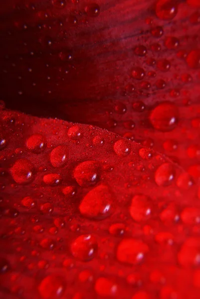 Red flower with drops - macro Royalty Free Stock Images