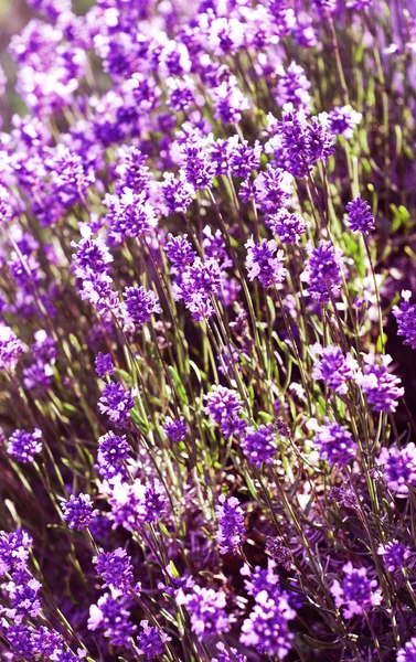 Lavanda florescente — Fotografia de Stock