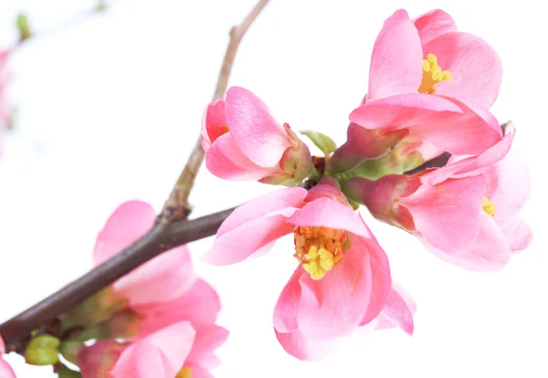 Chaenomeles japonica