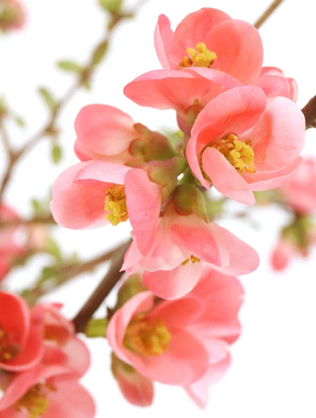 Chaenomeles japonica — Stockfoto