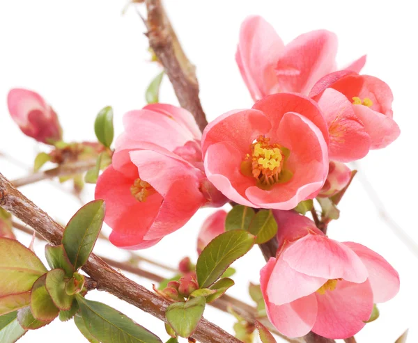 Chaenomeles japonica — Stockfoto