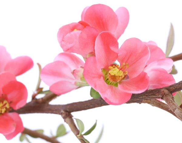 Chaenomeles japonica — Stockfoto