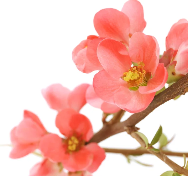 Chaenomeles japonica — Stockfoto