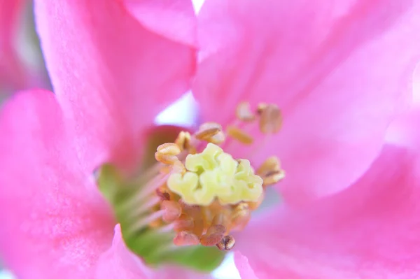 Chaenomeles japonica — Stockfoto