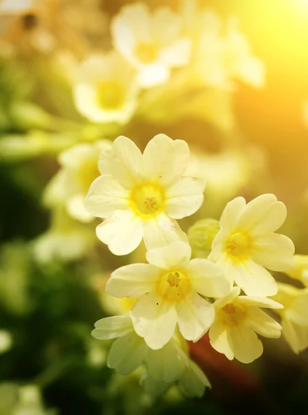 Bloeiende primrose — Stockfoto