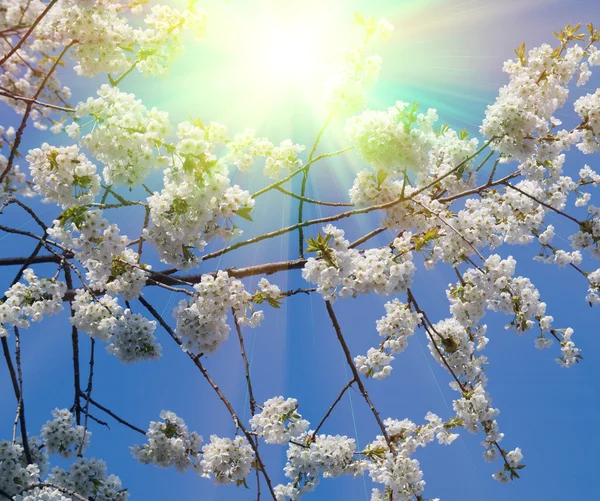 Flower cherry — Stock Photo, Image