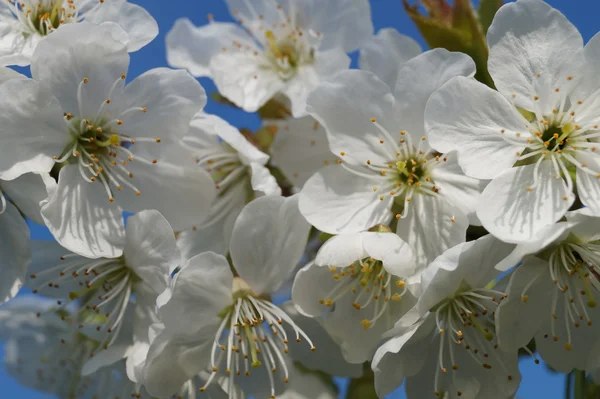 Flower cherry — Stock Photo, Image