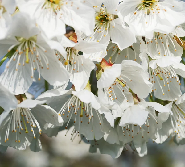 Flower cherry — Stock Photo, Image