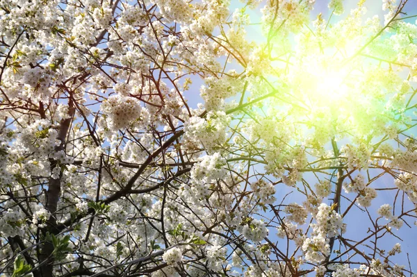 Flower cherry — Stock Photo, Image