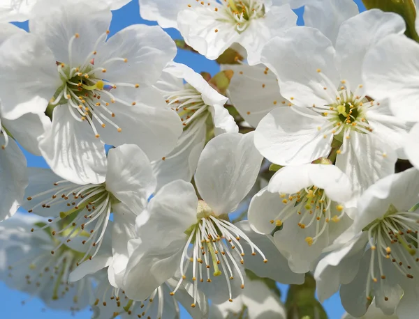 Flower cherry — Stock Photo, Image