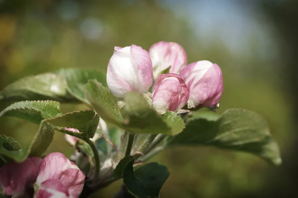 Цветущая яблоня — стоковое фото