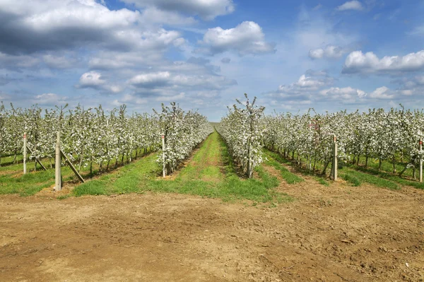 Yeni gelişen bir elma bahçesi