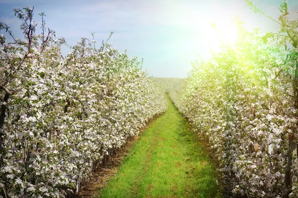 Yeni gelişen bir elma bahçesi