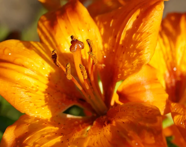 Orange lilja — Stockfoto