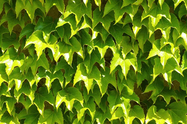 叶上的春绿背景 免版税图库图片