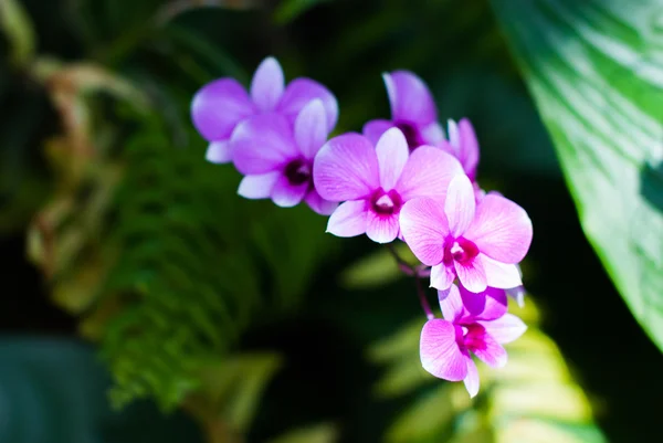 Beautiful purple orchid — Stock Photo, Image