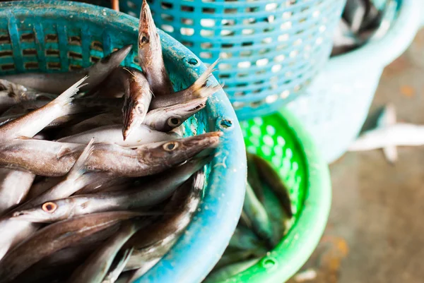 Färsk fisk i en korg — Stockfoto