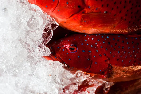 Agrupador vermelho no gelo — Fotografia de Stock