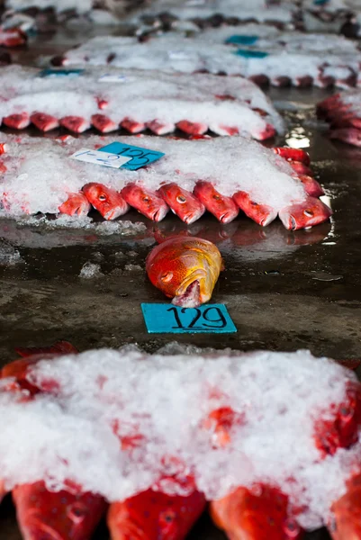 Red-banded grouper on ice — Stock Photo, Image