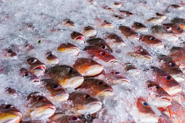 Pesce fresco sul ghiaccio — Foto Stock