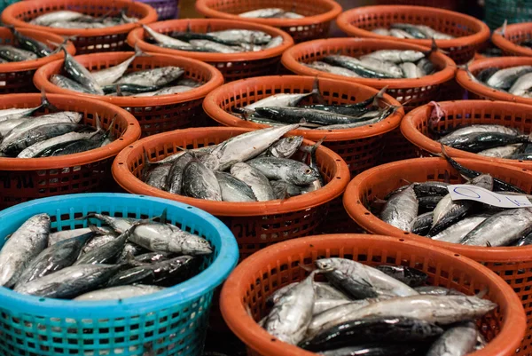 Gran pila de peces de mar en la cesta — Foto de Stock