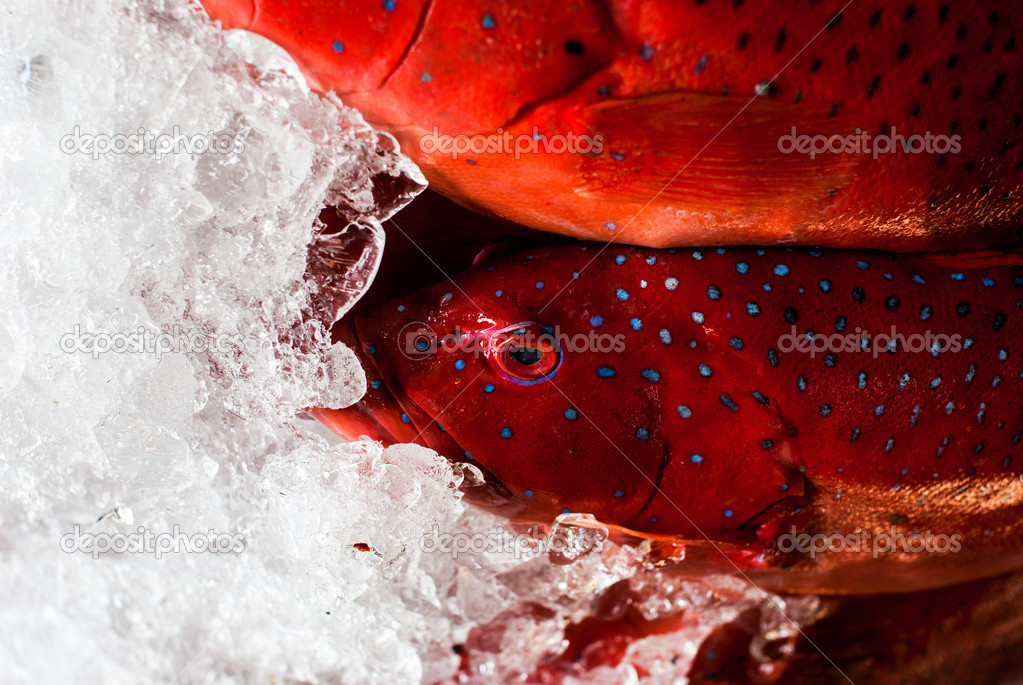 Red grouper in the ice