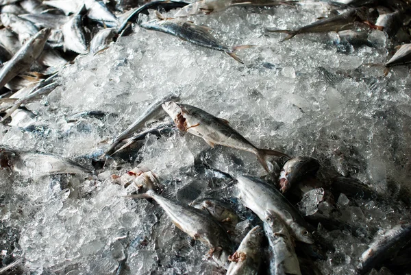 Fish on the ice — Stock Photo, Image
