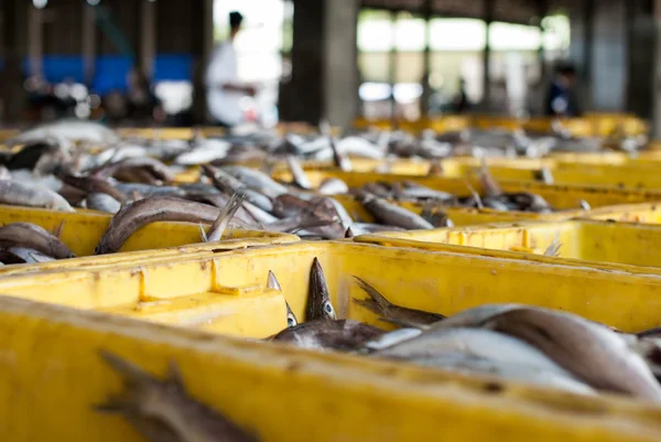 Fresh fish on ice — Stock Photo, Image