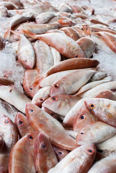 Frutos do mar de peixe frescos — Fotografia de Stock