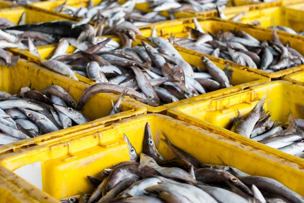 Pescado fresco sobre hielo en el mercado de mariscos —  Fotos de Stock