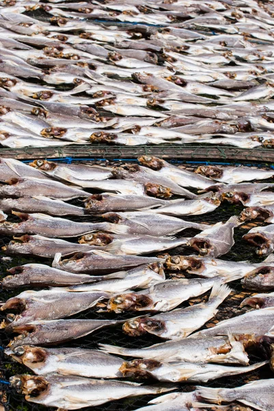 Dried fish in market for sale — Stock Photo, Image