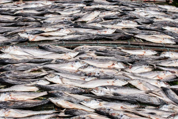 Pescado seco — Foto de Stock