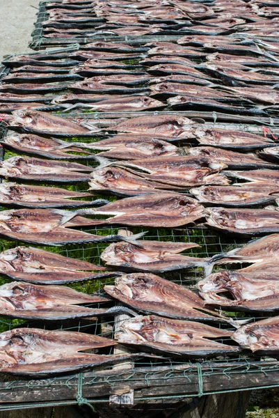 Pesce essiccato — Foto Stock