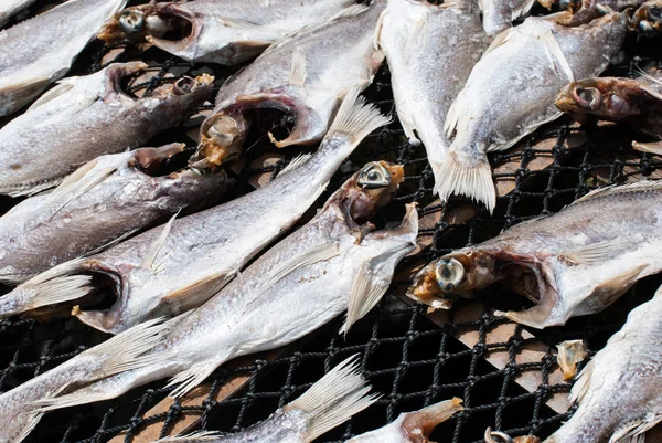 Trockenfisch — Stockfoto