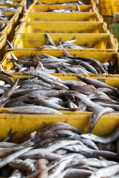 Färsk fisk på is — Stockfoto