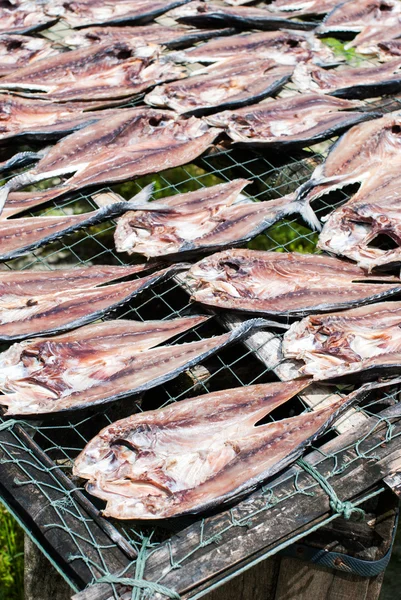 Pesce essiccato — Foto Stock