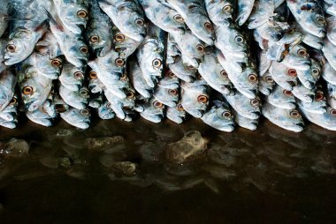 buzda balıkBodegón de pan y té