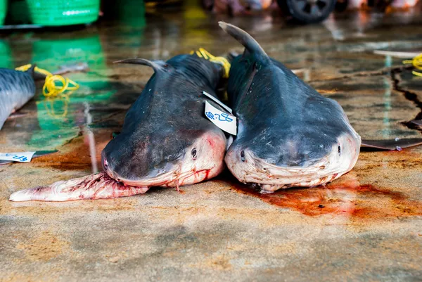 Ölü köpek balıkları — Stok fotoğraf