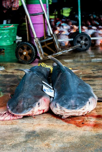 Tiburones muertos — Foto de Stock