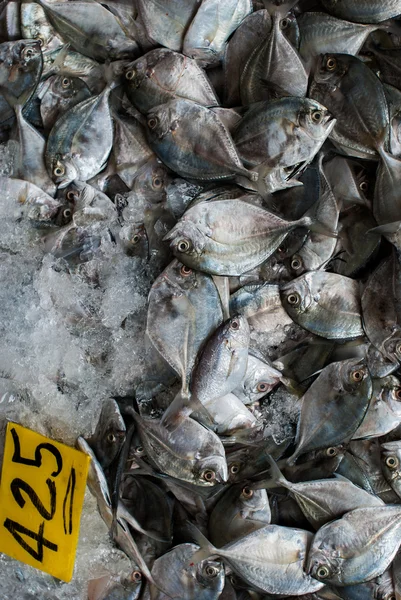 Čerstvé ryby na ledu — Stock fotografie