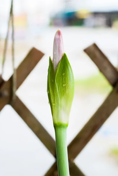 Amarilis — Foto de Stock