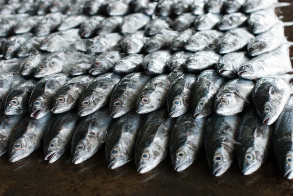 Pesce fresco sul ghiaccio — Foto Stock