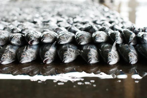 Frischer Fisch auf Eis — Stockfoto