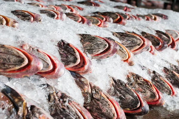 Frischer Fisch auf Eis — Stockfoto