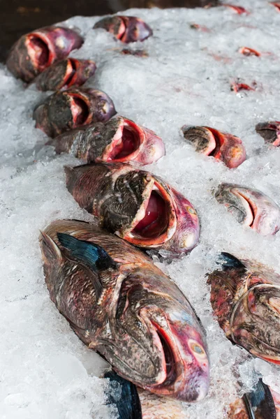 Peixe fresco no gelo — Fotografia de Stock