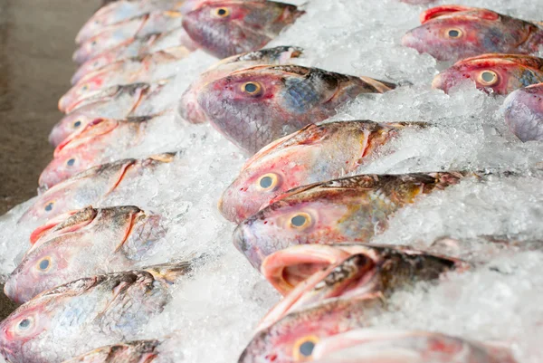 Pesce fresco sul ghiaccio — Foto Stock