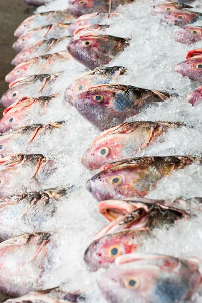 Pesce fresco sul ghiaccio — Foto Stock