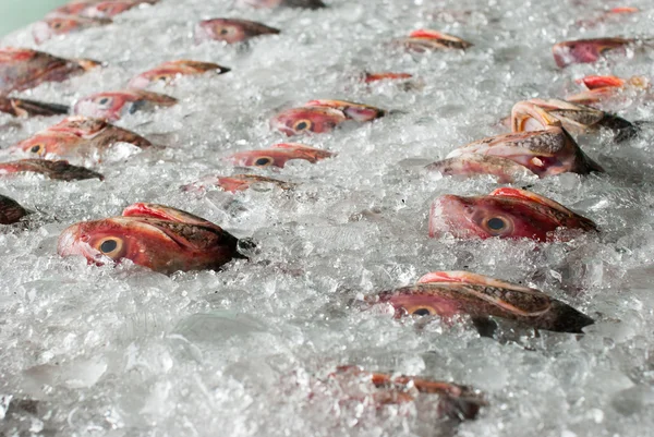 Świeże ryby na lodzie — Zdjęcie stockowe