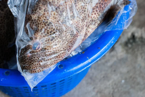Fresh fish in a plastic bag — Stock Photo, Image