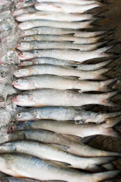 氷の上の新鮮な魚 — ストック写真